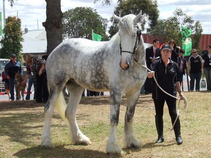 Shayra - cei mai mari cai de pe planetă (19 fotografii)