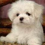 Puppies pret malteză, unde să cumpere, descriere, caracteristici, avantaje și dezavantaje, îngrijire, acasă
