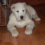 Puppies pret malteză, unde să cumpere, descriere, caracteristici, avantaje și dezavantaje, îngrijire, acasă