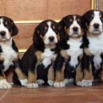 Puppies pret malteză, unde să cumpere, descriere, caracteristici, avantaje și dezavantaje, îngrijire, acasă