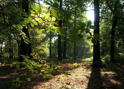 Istoria pădurilor Sherwood, un mister - călătorim împreună