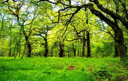 Istoria pădurilor Sherwood, un mister - călătorim împreună