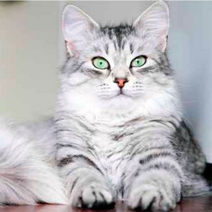 Pisica siberiana - fotografie, descriere, natura, recenzii
