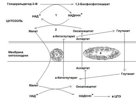 Синтез і розпад глікогену
