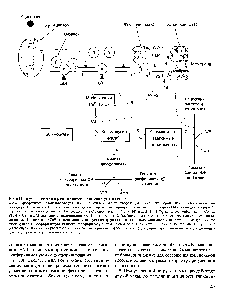 Sinteza și descompunerea glicogenului - cartea de referință chimică 21