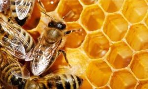 Скільки меду в літровій банці в кг