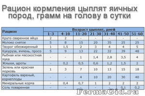 Скільки разів на день слід годувати курчат - розведення домашньої птиці -if () - endif - каталог