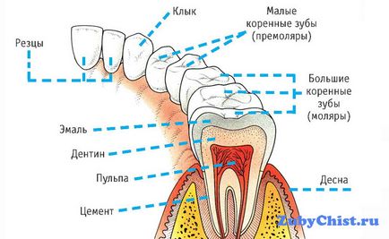 Скільки зубів має бути у дорослої людини