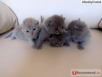 Scottish Fold (Scottish Folded Cat) - 