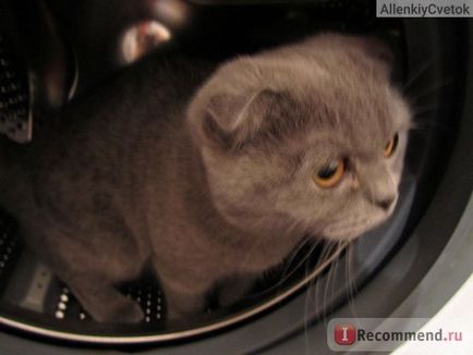 Scottish Fold (Scottish Folded Cat) - 