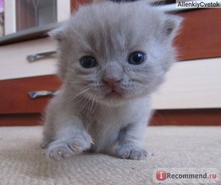 Scottish Fold (Scottish Folded Cat) - 