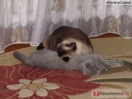 Scottish Fold (Scottish Folded Cat) - 