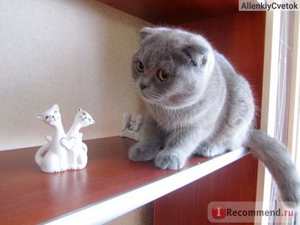 Scottish Fold (Scottish Folded Cat) - 