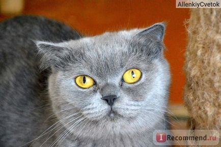 Scottish Fold (Scottish Folded Cat) - 