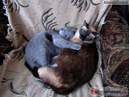 Scottish Fold (Scottish Folded Cat) - 