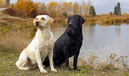Службові собаки, енциклопедія про собак