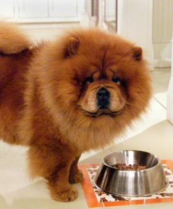 Câine de hrană pentru hrană pentru câini, boală posibilă și îngrijire specifică