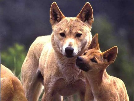 Dog dingo, dingo, dingo sălbatic, animale