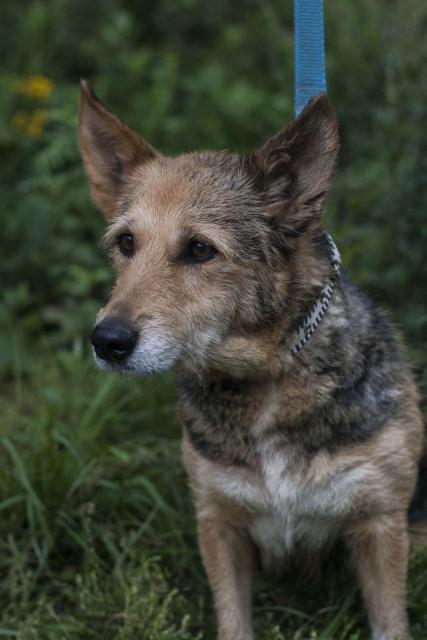 Un câine caută o casă