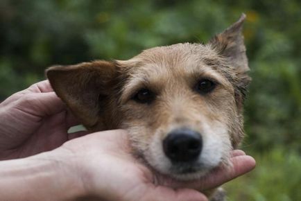 Un câine caută o casă