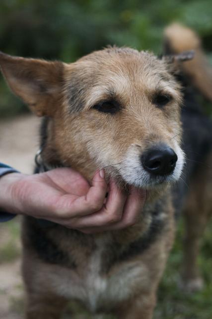 Un câine caută o casă