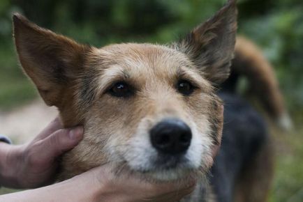 Un câine caută o casă