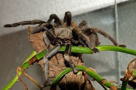 Conținutul de păianjeni la domiciliu de selecție a unui animal de companie și amenajarea unui terariu