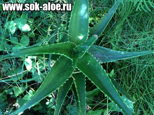 Suc de aloe