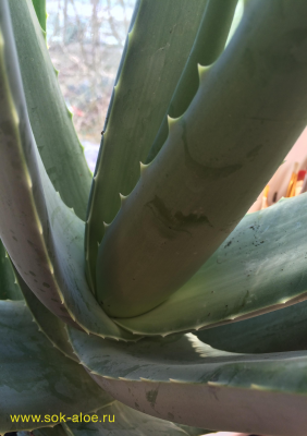 Suc de aloe