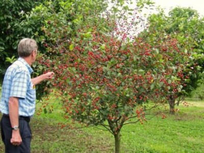 Soiurile de cireș pentru regiunea Moscovei sunt auto-fertile și dulci când sunt plantate, plantate și îngrijite