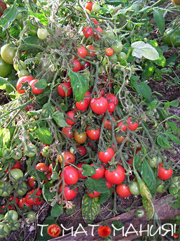 A különböző paradicsom kert gyöngy - tomatomaniya