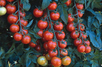 Поради з вирощування помідорів - ваш сад ™ - рослини всього світу!
