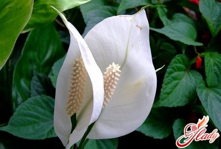 Spatiul de îngrijire de la Spathiphyllum la domiciliu