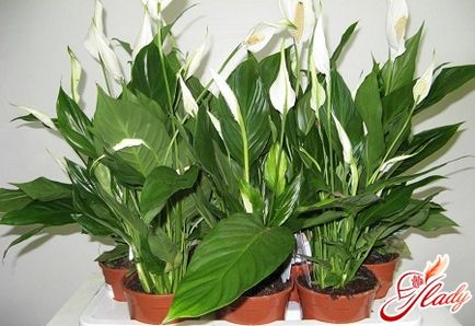 Spatiul de îngrijire de la Spathiphyllum la domiciliu