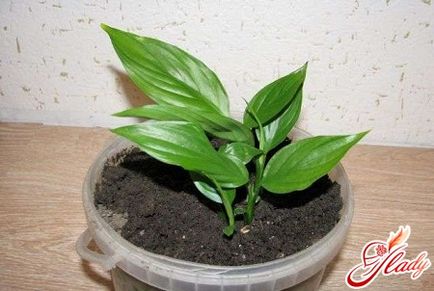 Spatiul de îngrijire de la Spathiphyllum la domiciliu