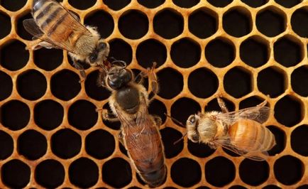 Способи штучного виведення маток, прийоми бджоляра