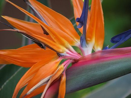 Strelitzia - descriere, reproducere, îngrijire, plantare, fotografie, aplicație grădină, soiuri și specii