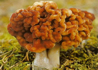 Строчок звичайний весняний - отруйний гриб, вивчіть його опис та фото