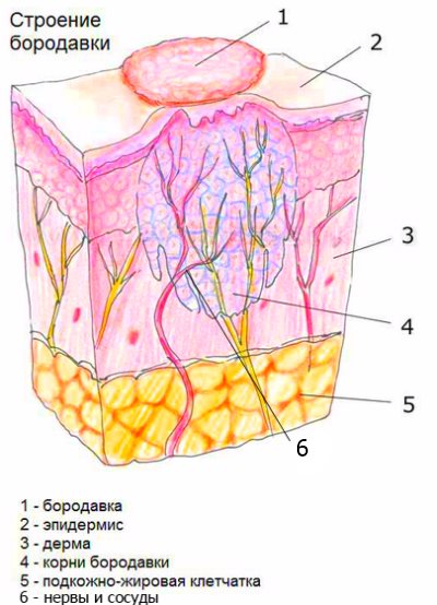 Structura negilor