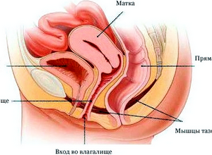 Structura vaginului