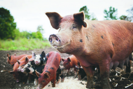 Свинячий »питання або як торгувати свининою