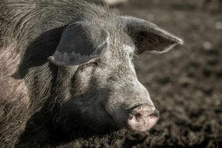 Свинячий »питання або як торгувати свининою
