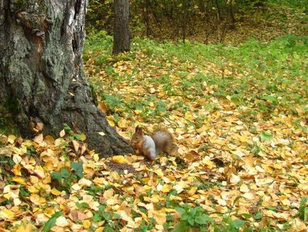 Такі знайомі білки))