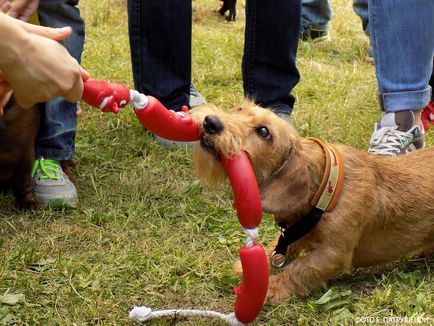 Dachshunds vizitează orașul Cehov - orașul zooinform