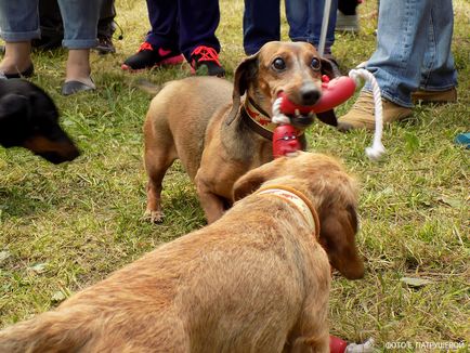 Dachshunds vizitează orașul Cehov - orașul zooinform