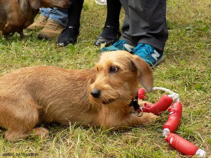 Dachshunds vizitează orașul Cehov - orașul zooinform