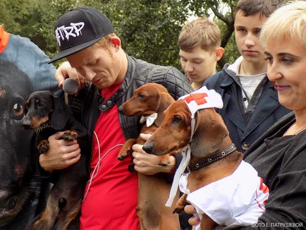 Dachshunds vizitează orașul Cehov - orașul zooinform