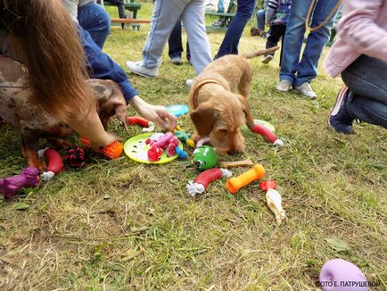 Dachshunds vizitează orașul Cehov - orașul zooinform