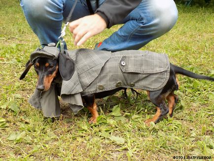 Dachshunds vizitează orașul Cehov - orașul zooinform