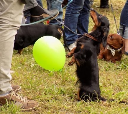 Dachshunds vizitează orașul Cehov - orașul zooinform